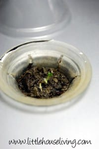 seeds