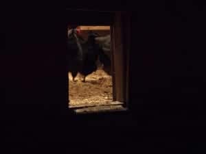 chickencoop1