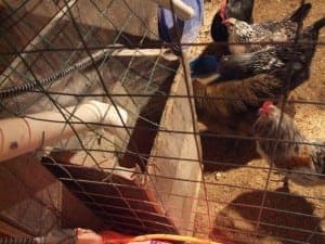 chickencoop5