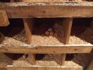chickencoop4