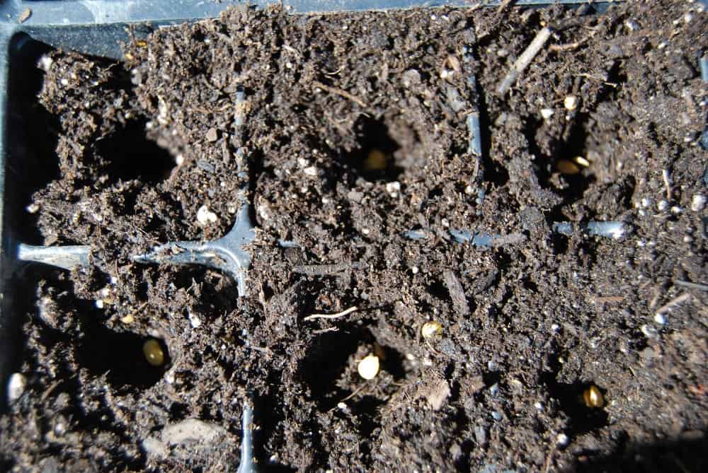 Seeds in Dirt