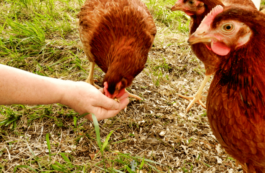 Chickens eating out of hand