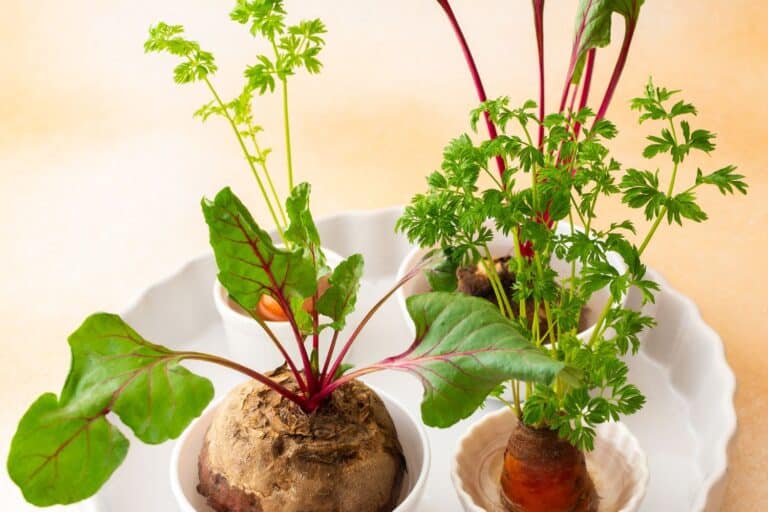 Store-Bought Vegetables that Can Be Regrown to Save Money