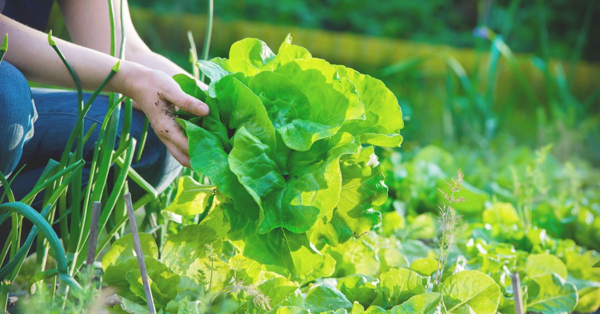 10 Practical Tips for First Time Gardeners That You Need to Know