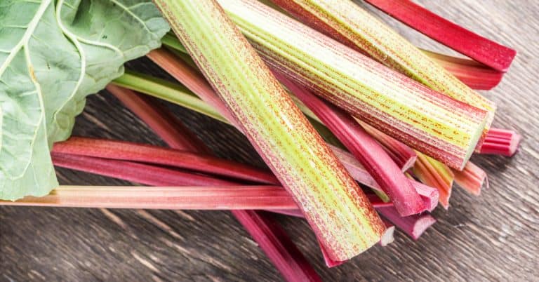Rhubarb