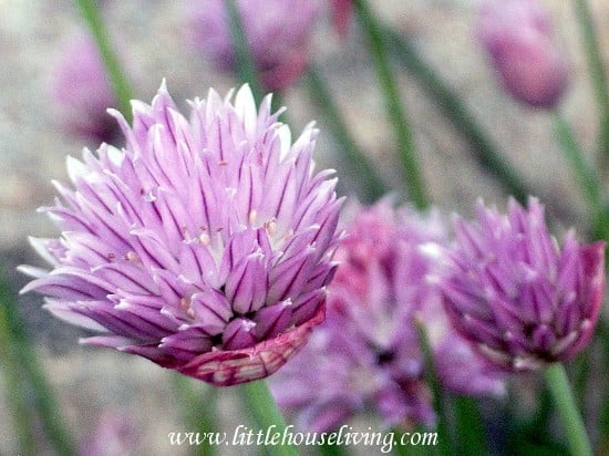 chives2