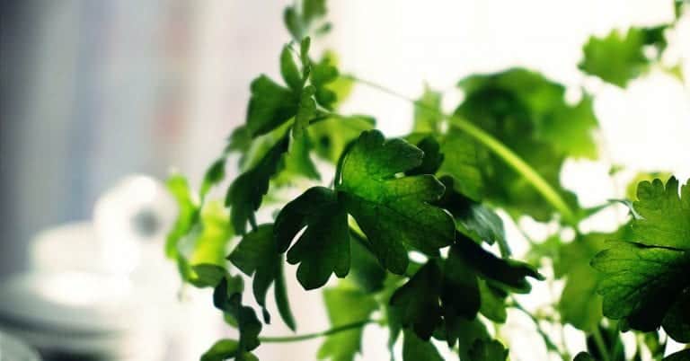 10 Uses for Cilantro – Ways to Use Cilantro in Cooking