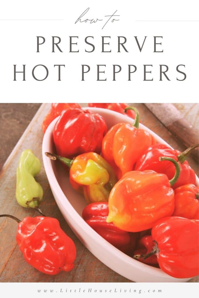 All kinds of peppers are in abundance right now but what can you do with them? Here are tips on how to preserve hot peppers so that you can enjoy them all winter long.