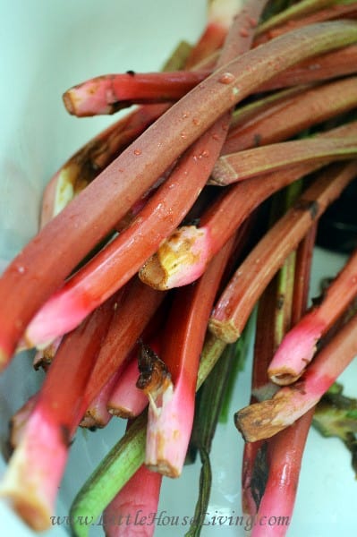 Easy Rhubarb Recipes You MUST MAKE for Spring