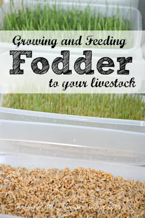 Looking to stretch your livestock feed budget and to feed your animals the best possible? Learning how to grow your own fodder can be very helpful! #frugalfarm #livestock #diyfeed #fodder #growyourown #growingfodder