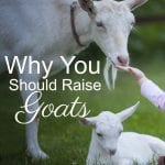 Why You Should Raise Goats
