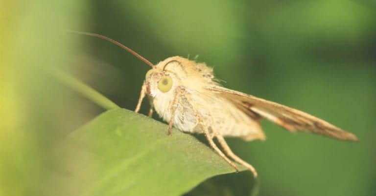 Creating a Homemade Moth Trap – DIY Moth Trap