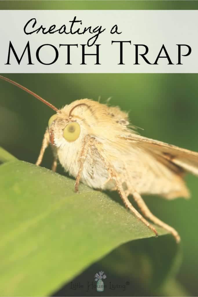 Creating a Homemade Moth Trap - DIY Moth Trap - Little House Living