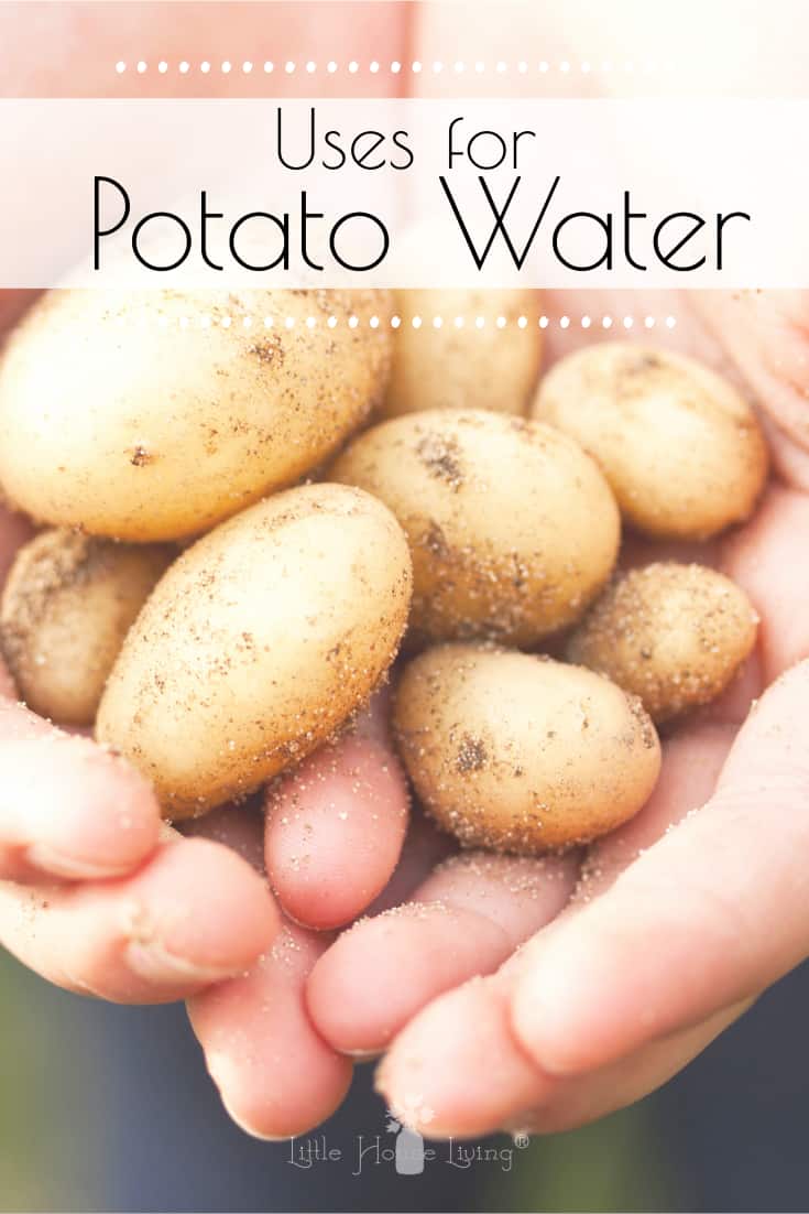 You can use potato water as a substitute thickener, add it to all sorts of dishes for extra flavor and even use it in the garden to add nutrients to your soil. Read on to learn about all the ways you can use potato water, and how to make it in the first place! #potatowater