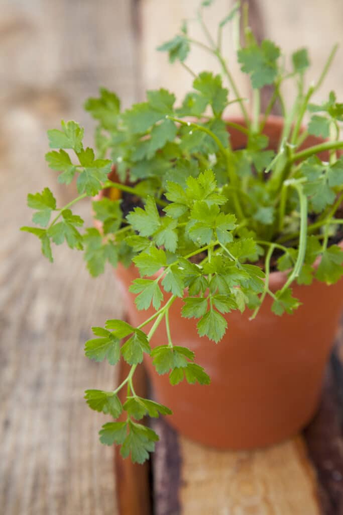 Cilantro growing in a terra cotta pot on a wooden table.