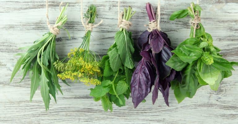 11 Uses for Mint You Need to Try