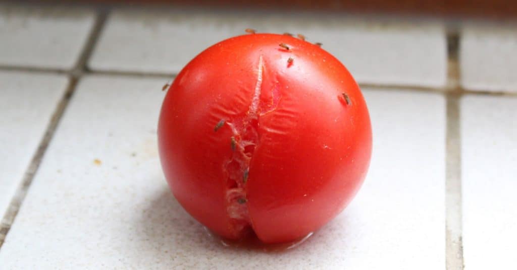 Fruit Flies on a Tomato