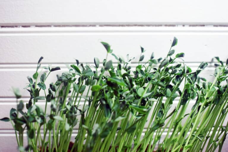 Growing Microgreens Indoors – How to Extend Your Growing Season