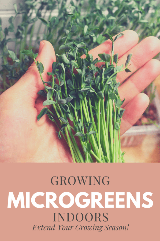 Growing Microgreens Indoors