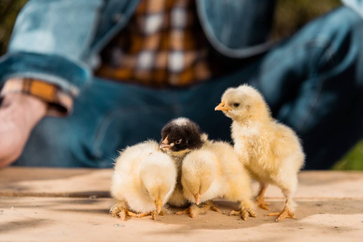 Ready to dive into the world of backyard chickens? 🐔✨ Discover tips on raising baby chicks with our beginner's guide to chicken care! From setting up a cozy home to feeding the fluffiest, we've got you covered! Check it out now! 👇
