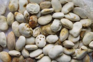 How Long Do Dried Beans Last? (Storage Tips)