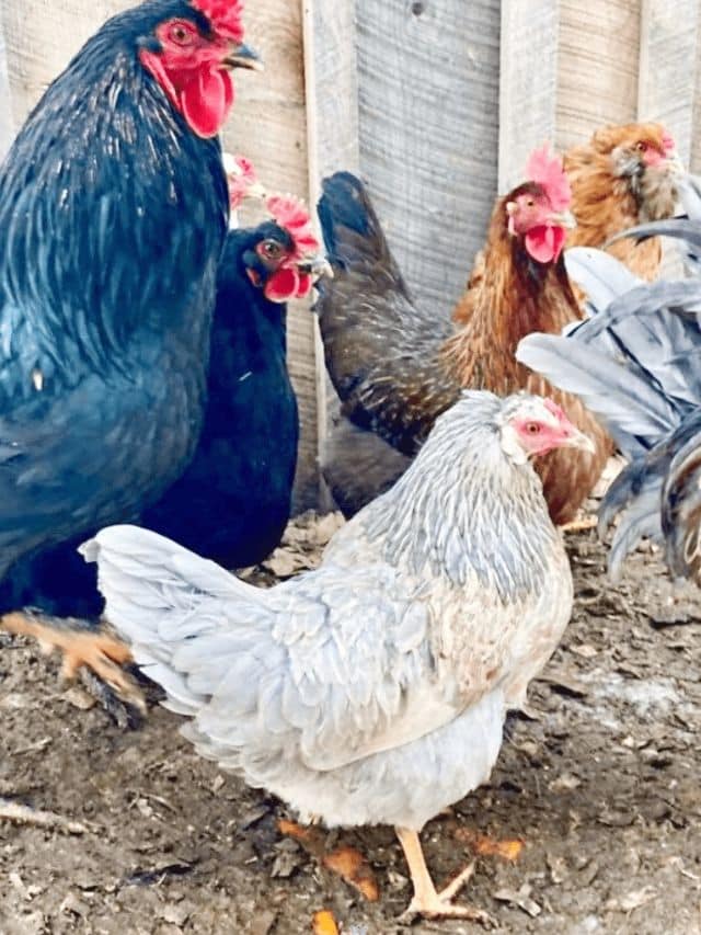 Best Egg Laying Chickens for the Backyard