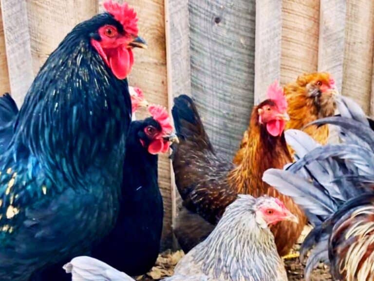28 Easy Ways to Save Money on Chicken Feed in 2024