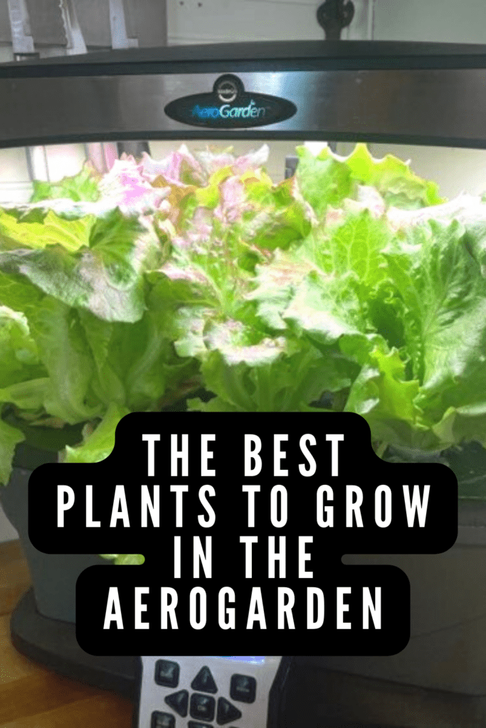 Do you have an AeroGarden or a similar indoor hydroponics system and wonder what to grow in it? After over ten years of owning one, I'm sharing the best plants to grow in the AeroGarden.