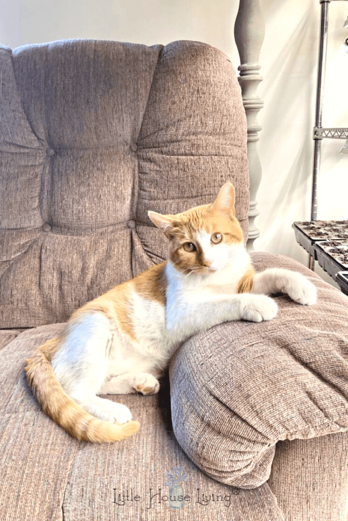 Cat in a Chair