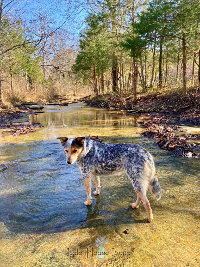 Kady in the Creek