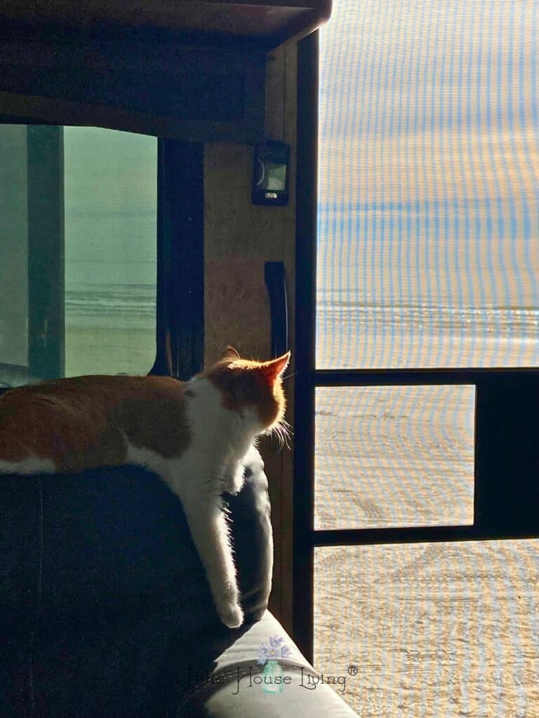 Kitty at the Beach