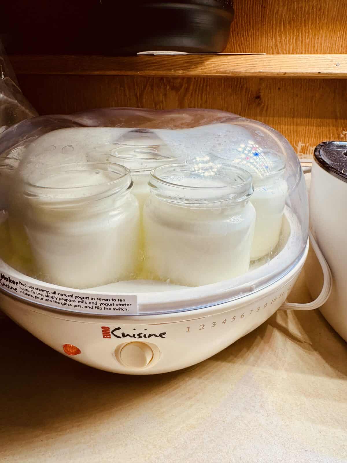 yogurt