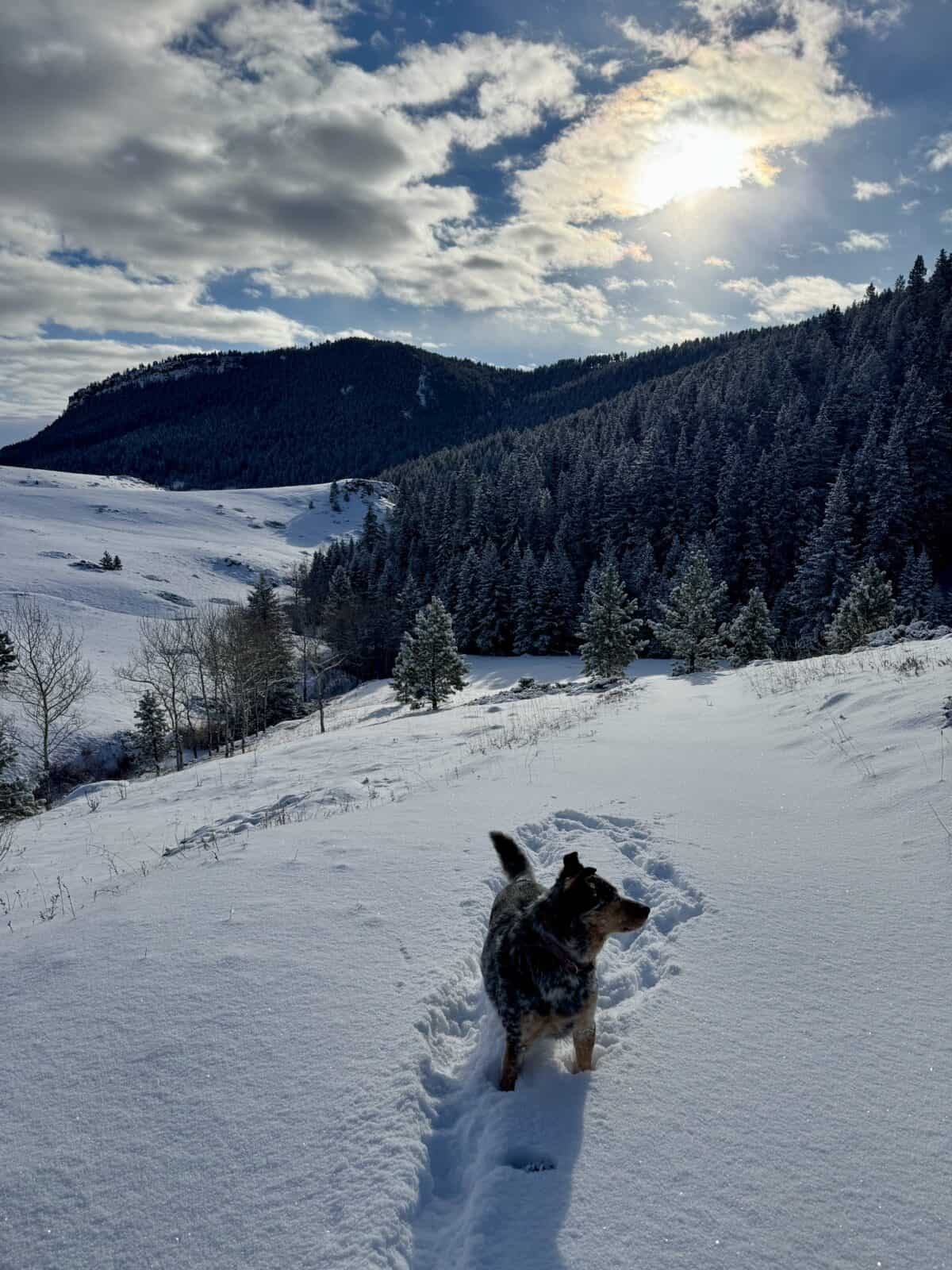 dog with snow and trees