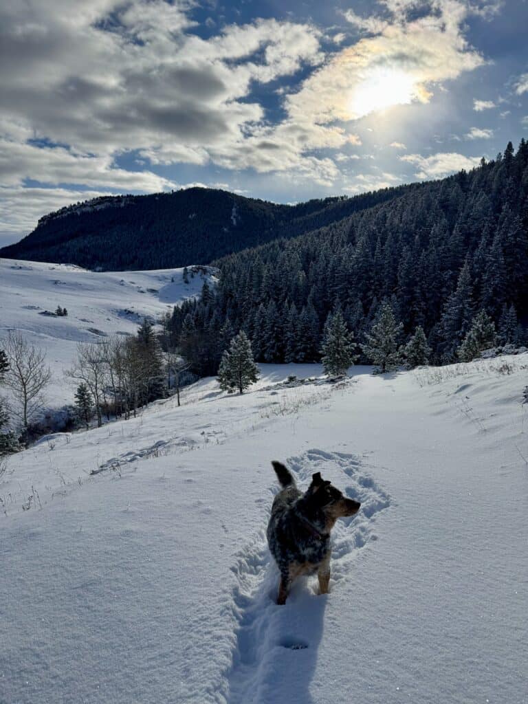 dog with snow and trees