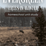 Evergreen Trees Unit Study Main