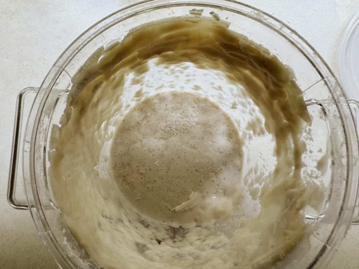 sourdough starter