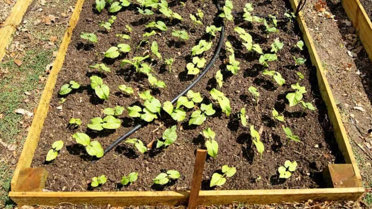 raised bed garden